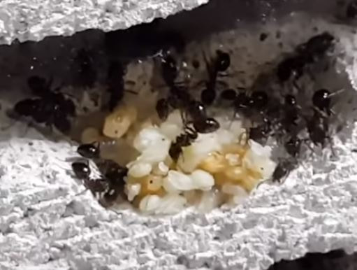 Carpenter Ants in Nest Mechanicsville Pest Control Mechanicsville VA