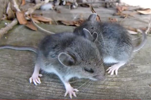 Deer Mice on Deck: Deadly Hantavirus Carrier Mechanicsville Pest Control Mechanicsville, VA