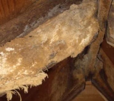 Wooden Stud Damaged by Bat Urine Mechanicsville Pest Control Mechanicsville, VA