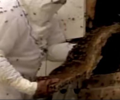 Bee Hive Under Siding Mechanicsville Pest Control Mechanicsville, VA