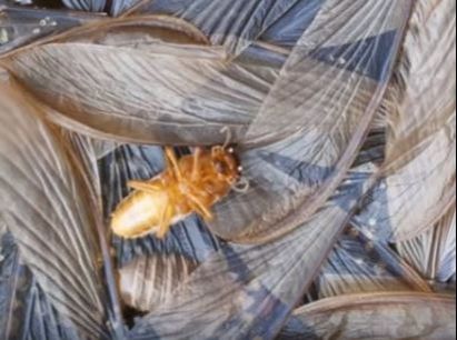 Discarded Wings of Termites Mechanicsville Pest Control Mechanicsville, VA