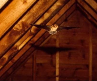 Flying Bat in Attic Mechanicsville Pest Control Mechanicsville, VA