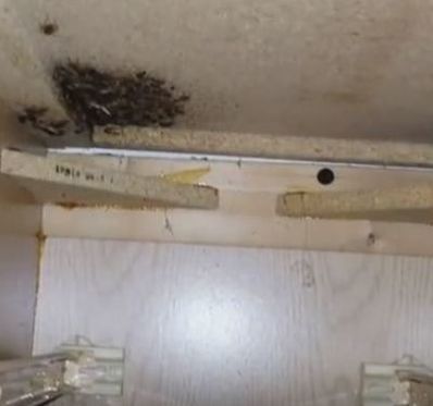 The German Cockroach Plagues our Dwellings Mechanicsville Pest Control Mechanicsville, VA