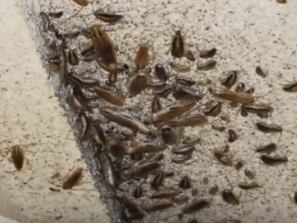 German Cockroach and Juveniles Mechanicsville Pest Control Mechanicsville, VA 