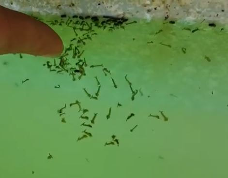 Mosquito Larvae in Water Mechanicsville Pest Control Mechanicsville, VA