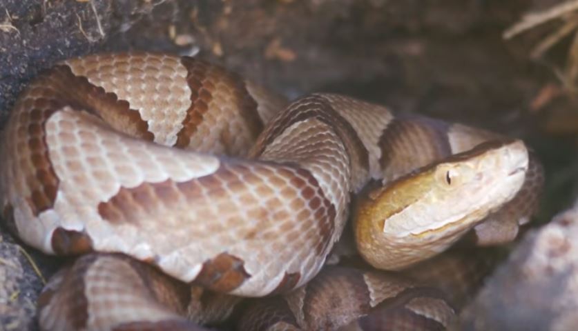 Virginia Copperhead Snake Mechanicsville Pest Control VA