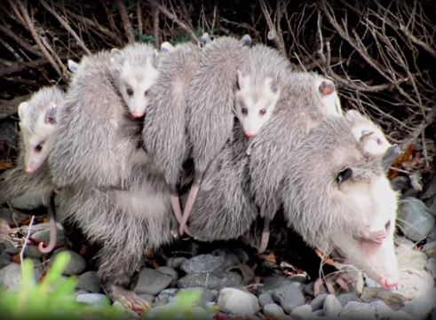 Opossum with Babies Mechanicsville Pest Control Mechanicsville, VA