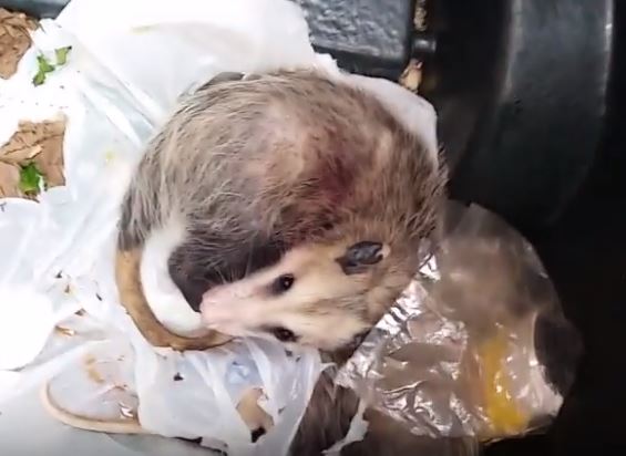 Opossum Ripping into Trash Mechanicsville Pest Control Mechanicsville, VA