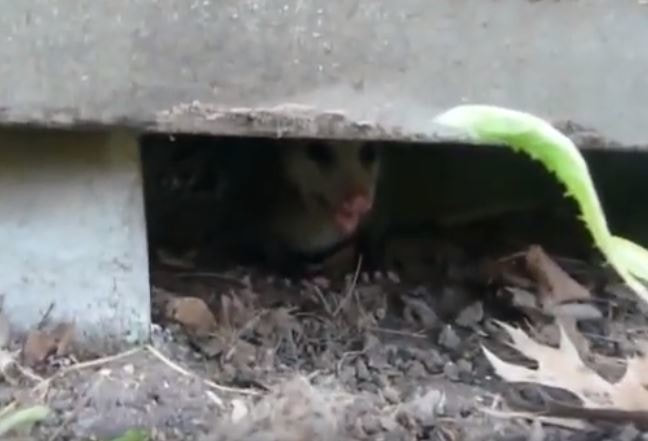 Opossum Sneaking Under Deck Mechanicsville Pest Control Mechanicsville, VA