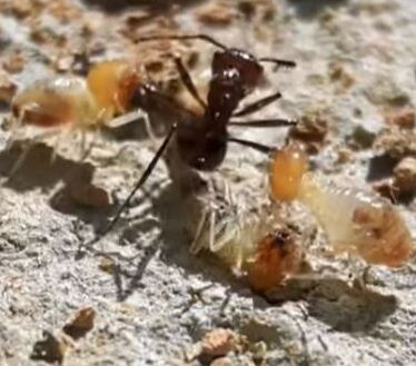 Ant Versus Termite Mechanicsville Pest Control Mechanicsville, VA