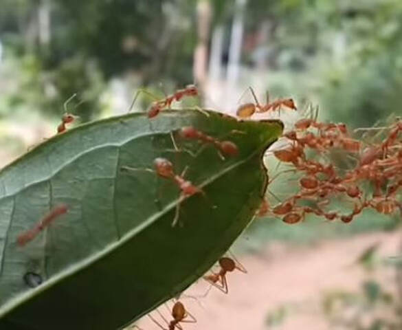 Ants Work Collectively Mechanicsville-pest-control-mechanicsville-va