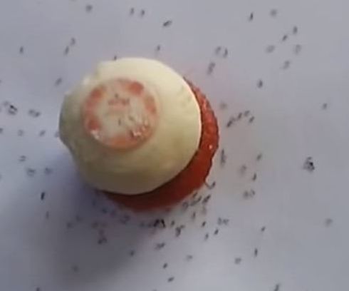 When Ants Eat your Cupcake, Call Us for Help Mechanicsville Pest Control Mechanicsville, VA