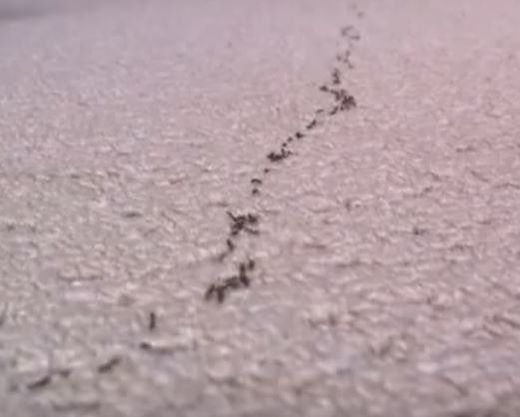 Ants Following Scent Trail Mechanicsville Pest Control Mechanicsville, VA