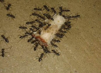 Ants Mechanicsville Pest Control Mechanicsville, VA
