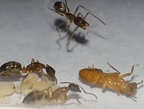  Ants versus Termite Mechanicsville Pest Control Mechanicsville, VA