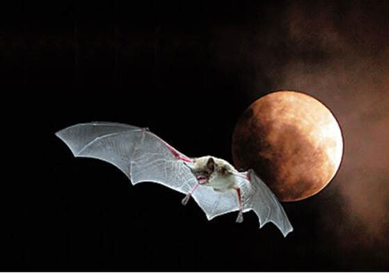 Bat Flying at Night Mechanicsville Pest Control VA