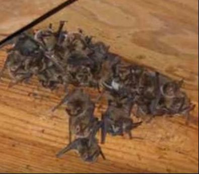 Colony of Brown Bats in Attic Mechanicsville Pest Control Mechanicsville, VA