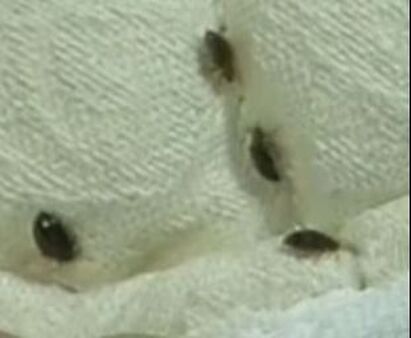 Bed Bug Signs on Mattress Mechanicsville Pest Control Mechanicsville, VA
