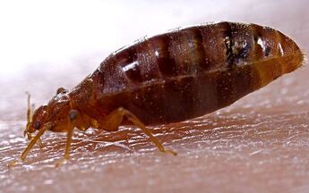 Closeup of a Bed Bug Mechanicsville Pest Control Mechanicsville, VA