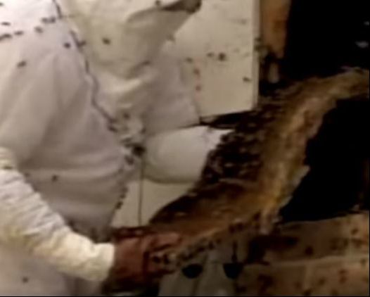 Bee Hive in Wall Mechanicsville Pest Control Mechanicsville, VA