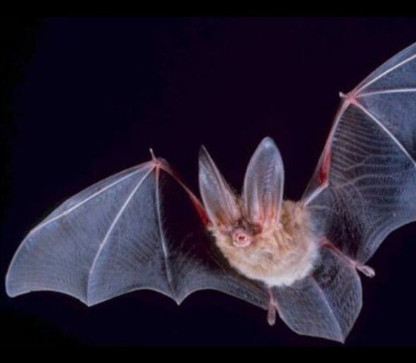 Virginia Big Eared Bat Mechanicsville Pest Control Mechanicsville, VA