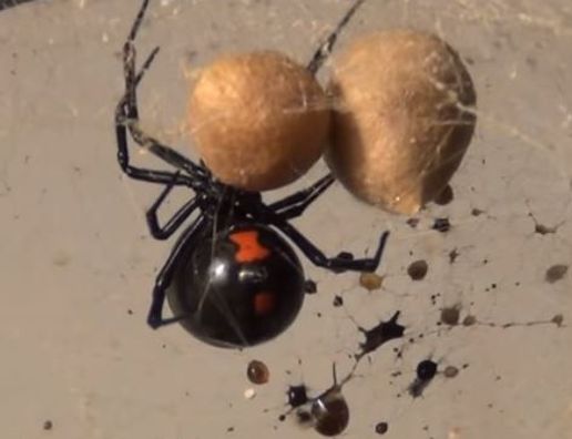 Black Widow Spider Mechanicsville Pest Control Mechanicsville, VA