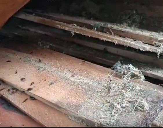 Pile of Carpenter Ant Chewed up Wood Pulp: Bad Sign Mechanicsville Pest Control Mechanicsville, VA