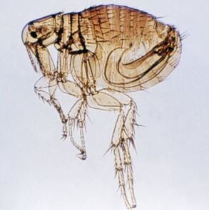 Closeup of a Flea Annandale Pest Service Annandale, VA