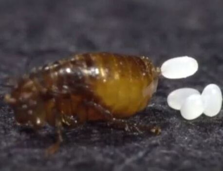 A Flea Lays an Egg Every Hour Mechanicsville Pest Control VA