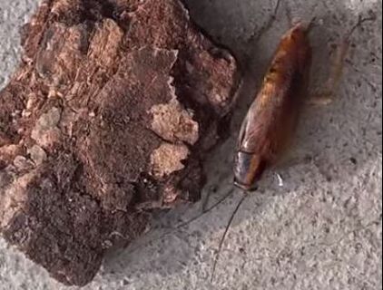 German Cockroaches Only Live Indoors Mechanicsville Pest Control Mechanicsville, VA