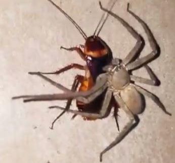 Huntsman Spider Catches American Cockroach Mechanicsville Pest Control Mechanicsville, VA