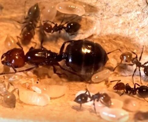 Queen Ant Laying Egg Mechanicsville Pest Control Mechanicsville, VA