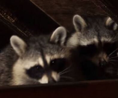 Raccoons in Attic Mechanicsville Pest Control Mechanicsville, VA