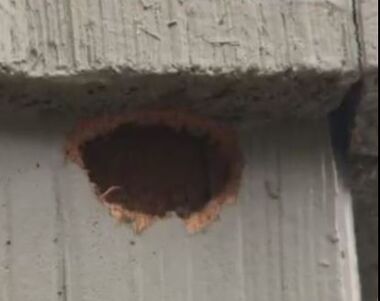 Squirrel Chewed Hole Through Cedar Siding Mechanicsville Pest Control Mechanicsville, VA