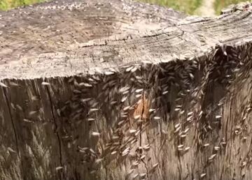 Termite Swarm Mechanicsville Pest Control Mechanicsville, VA