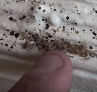 Bed Bugs Found on Baseboards Mechanicsville Pest Control Mechanicsville, VA