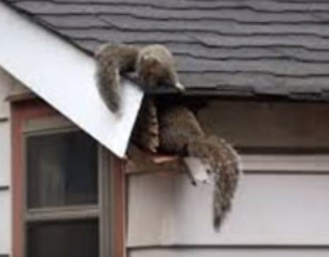Squirrels Damaging a Roof to Secure a Nest Mechanicsville Pest Control Mechanicsville, VA