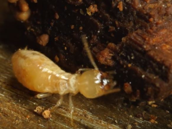 Termite Eating Wood Mechanicsville Pest Control Mechanicsville, VA